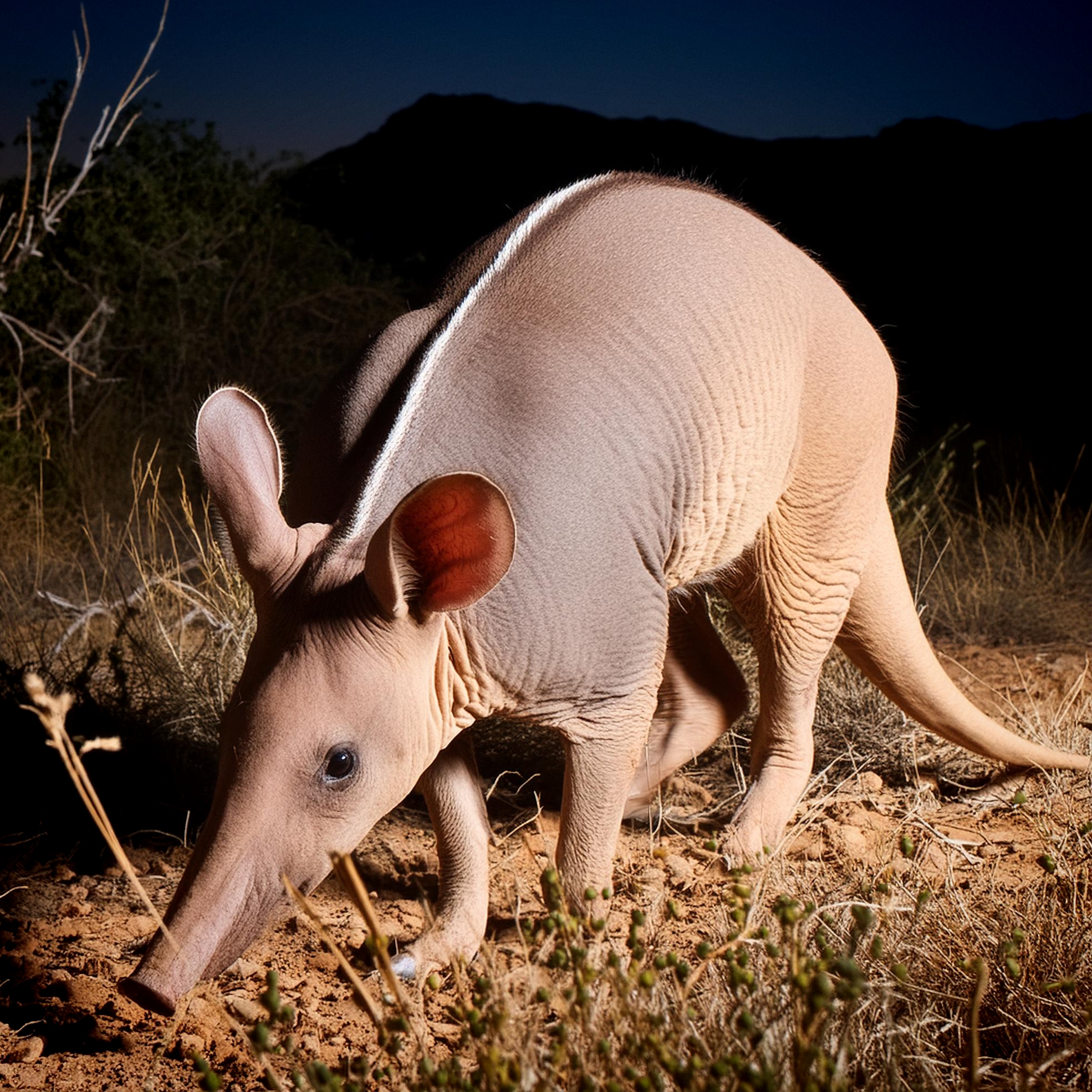 Aardvark