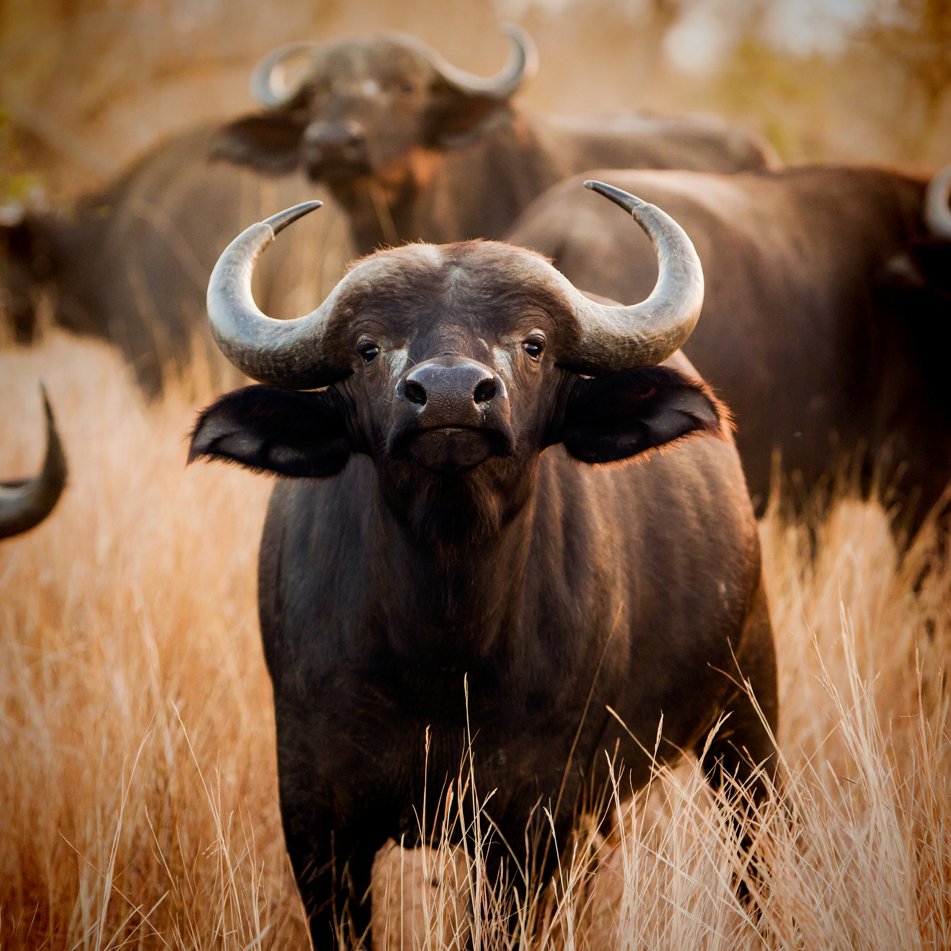 African Buffalo