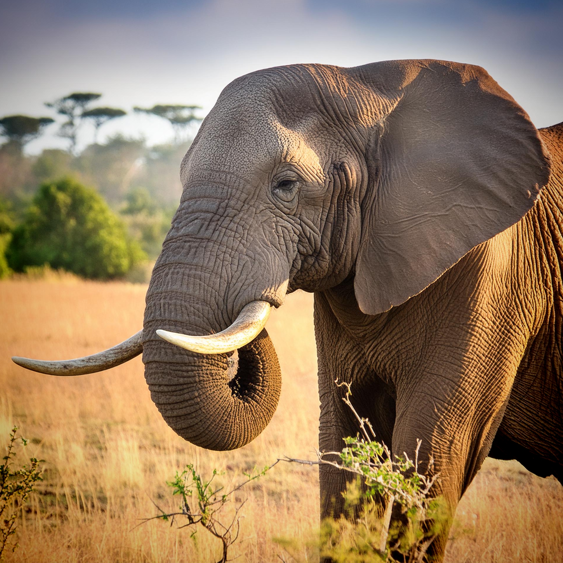 African Elephant