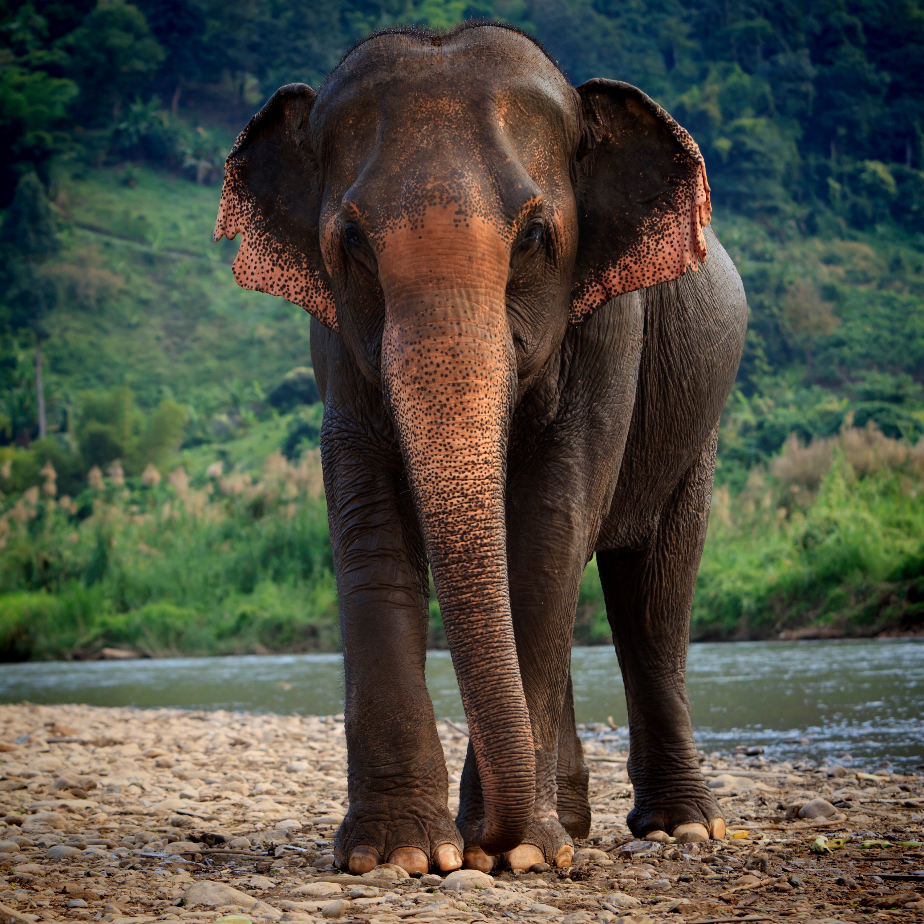 Asian Elephant