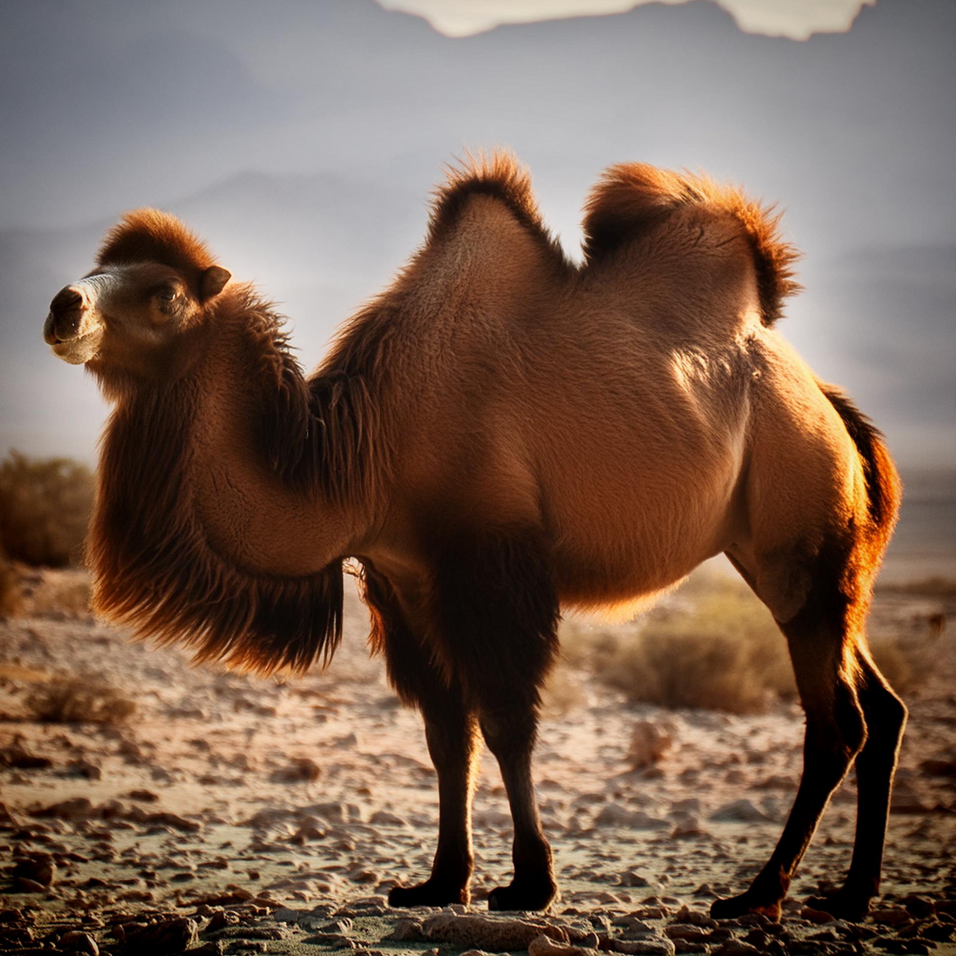 Bactrian Camel