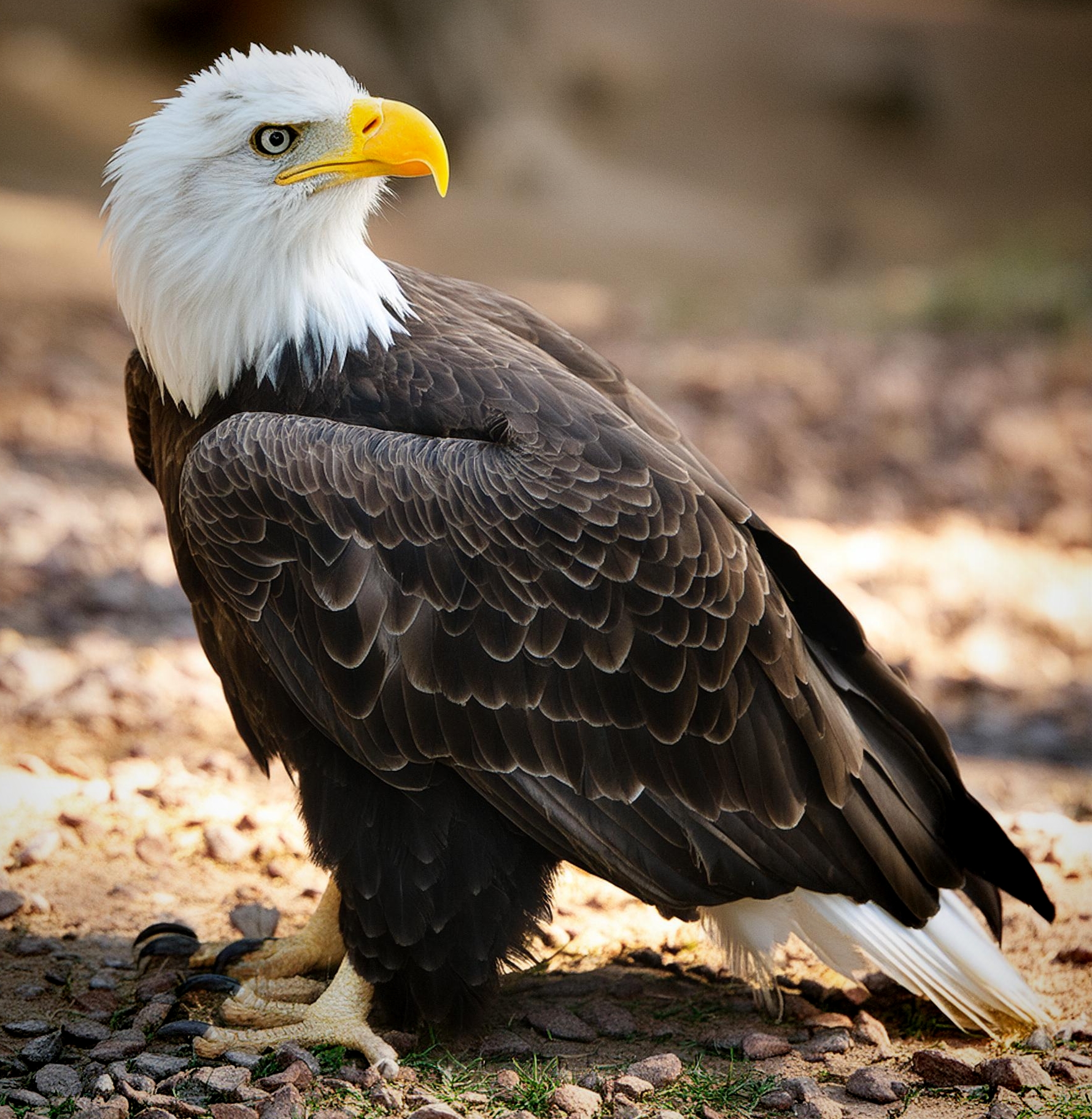 Bald Eagle