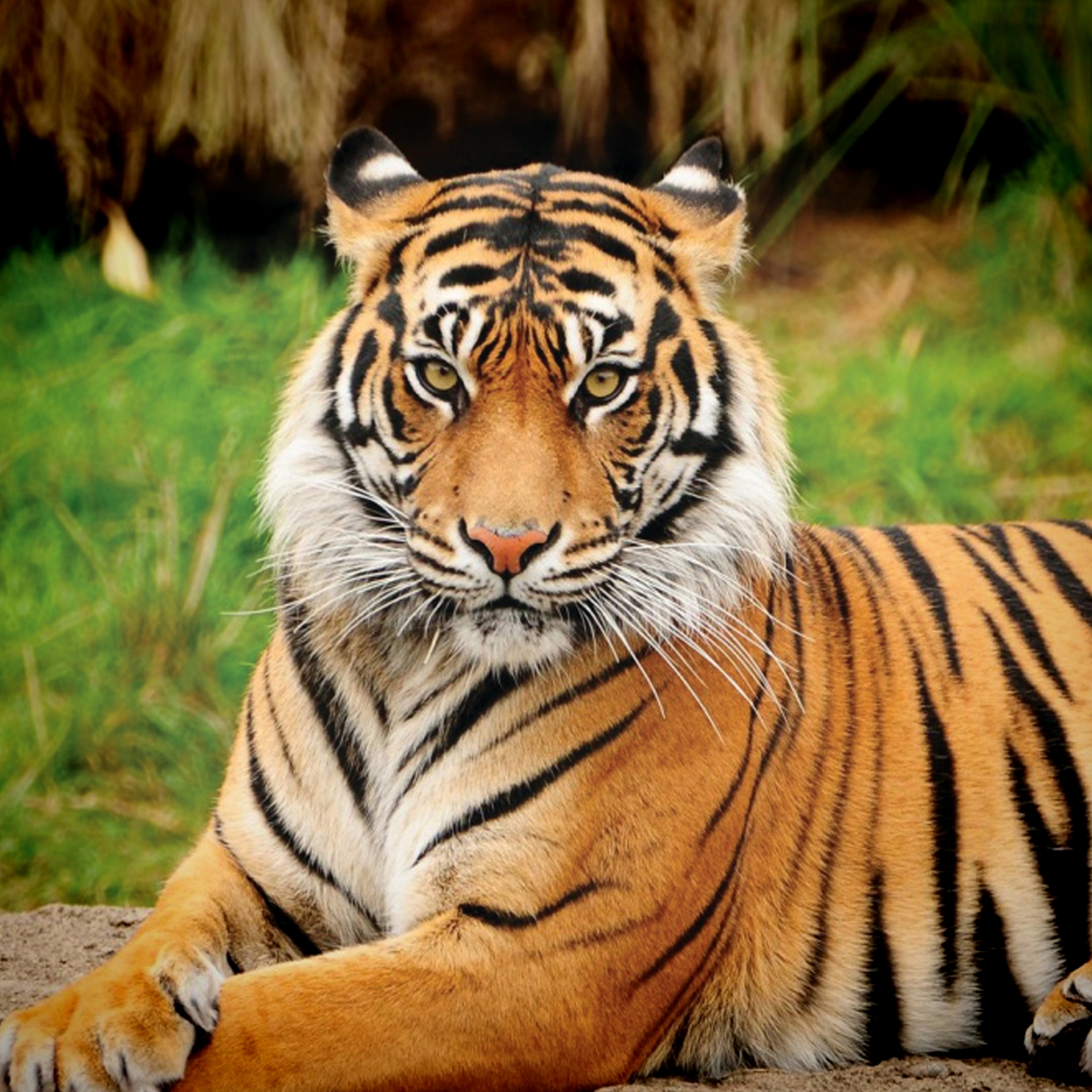 Bengal Tiger