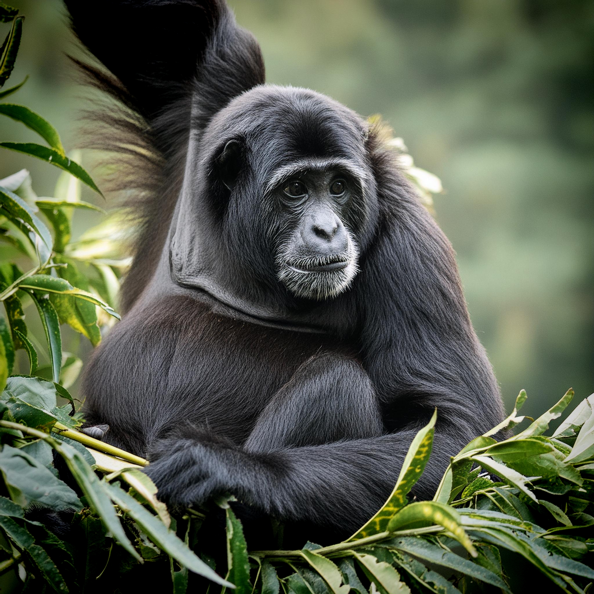 Black Howler Monkey