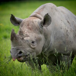 Black Rhinoceros