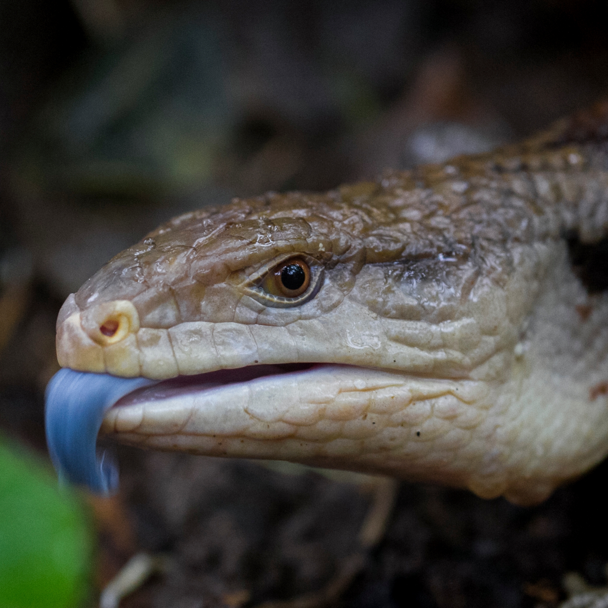 Blue Tongued Skink