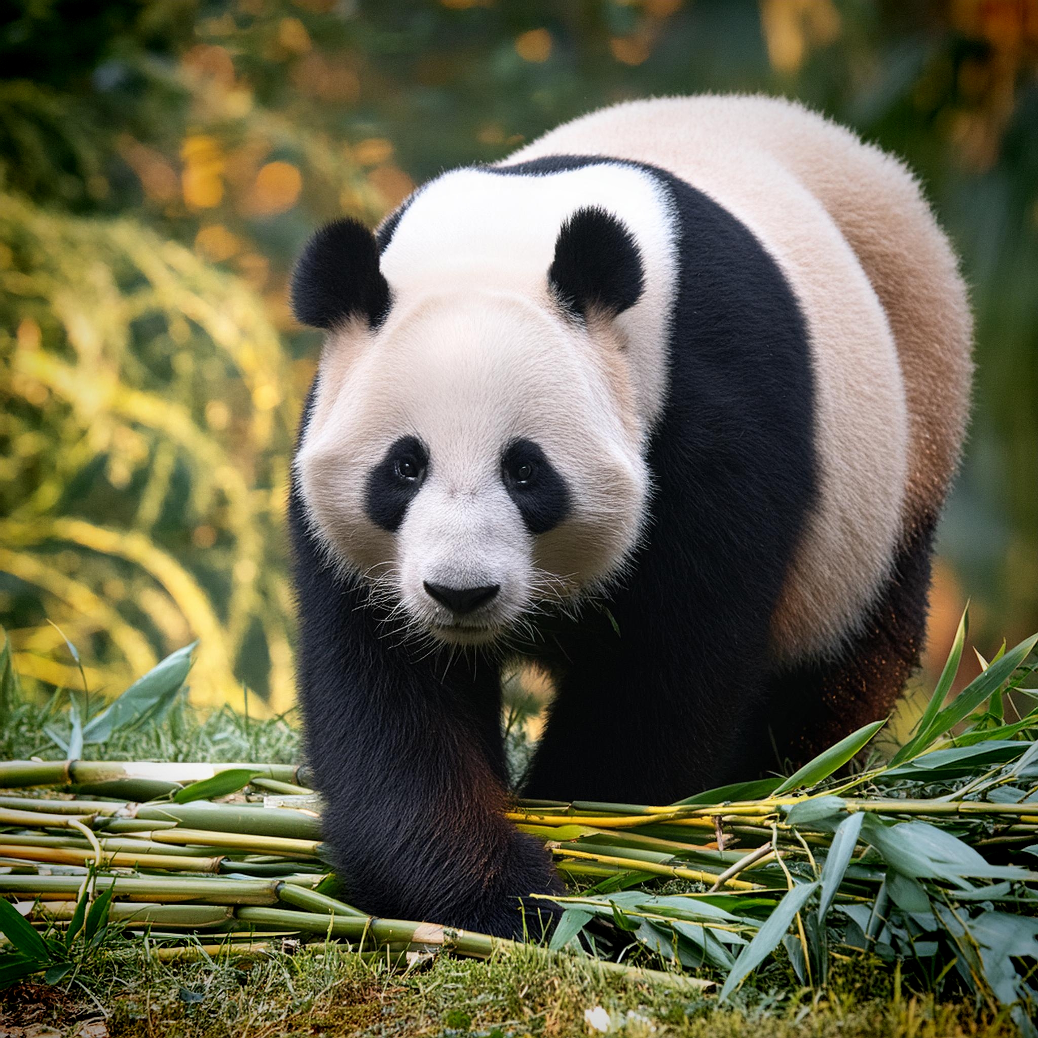 Giant Panda