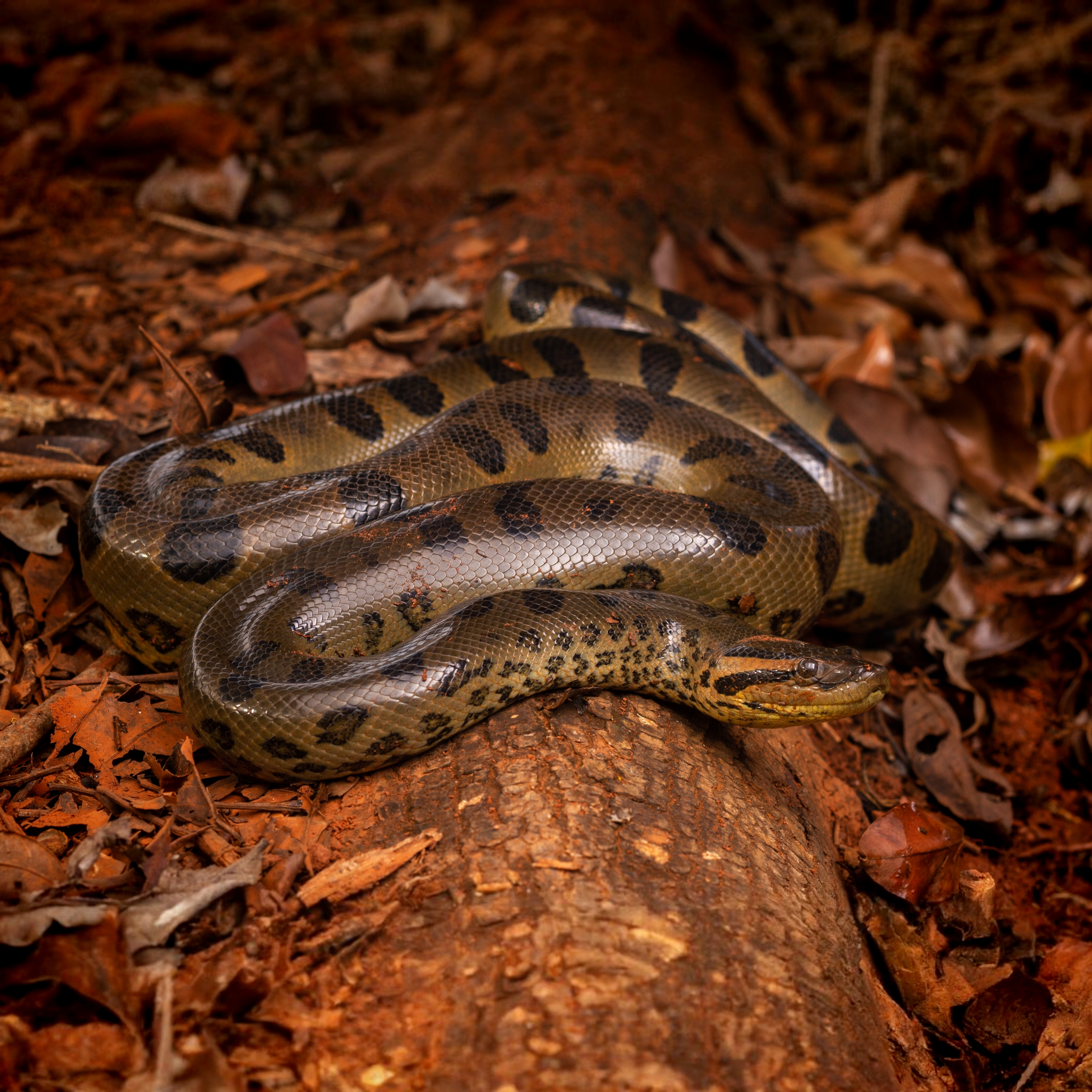 Green Anaconda