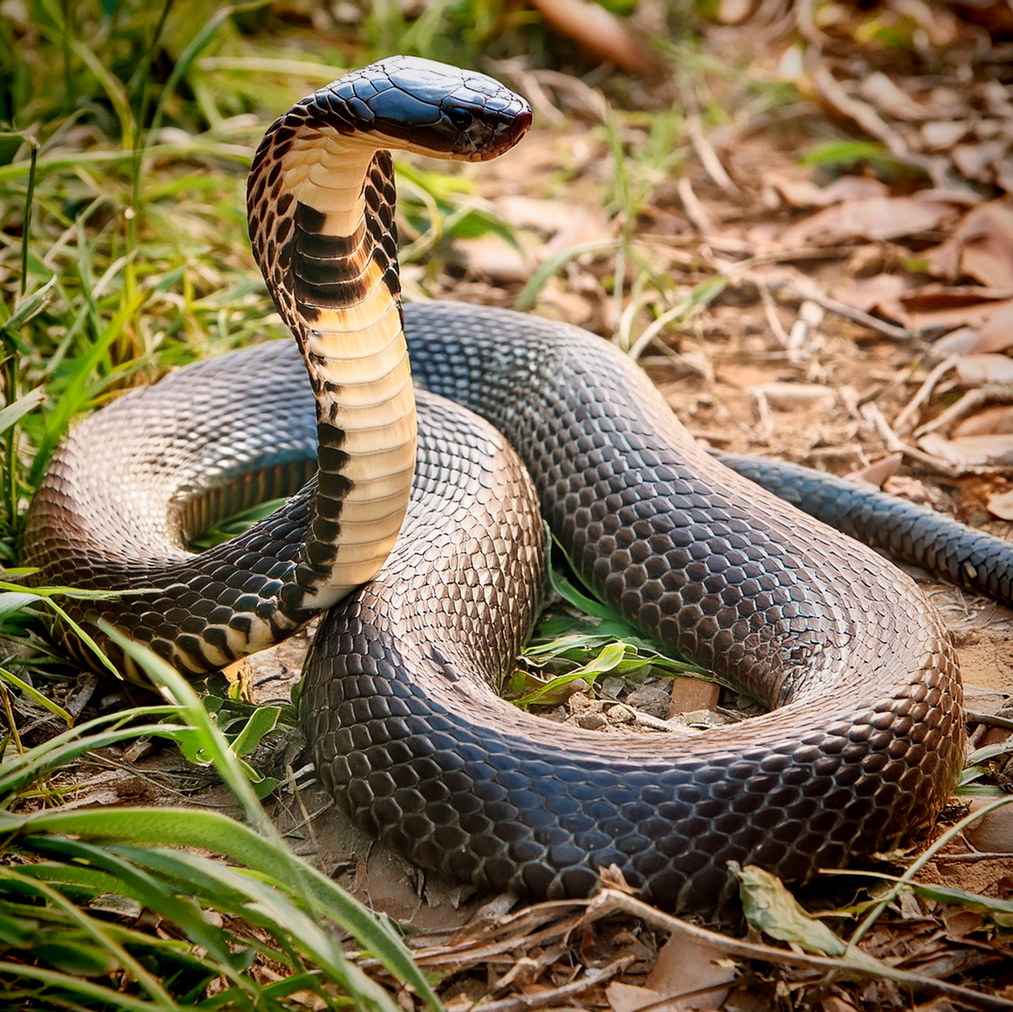 King Cobra