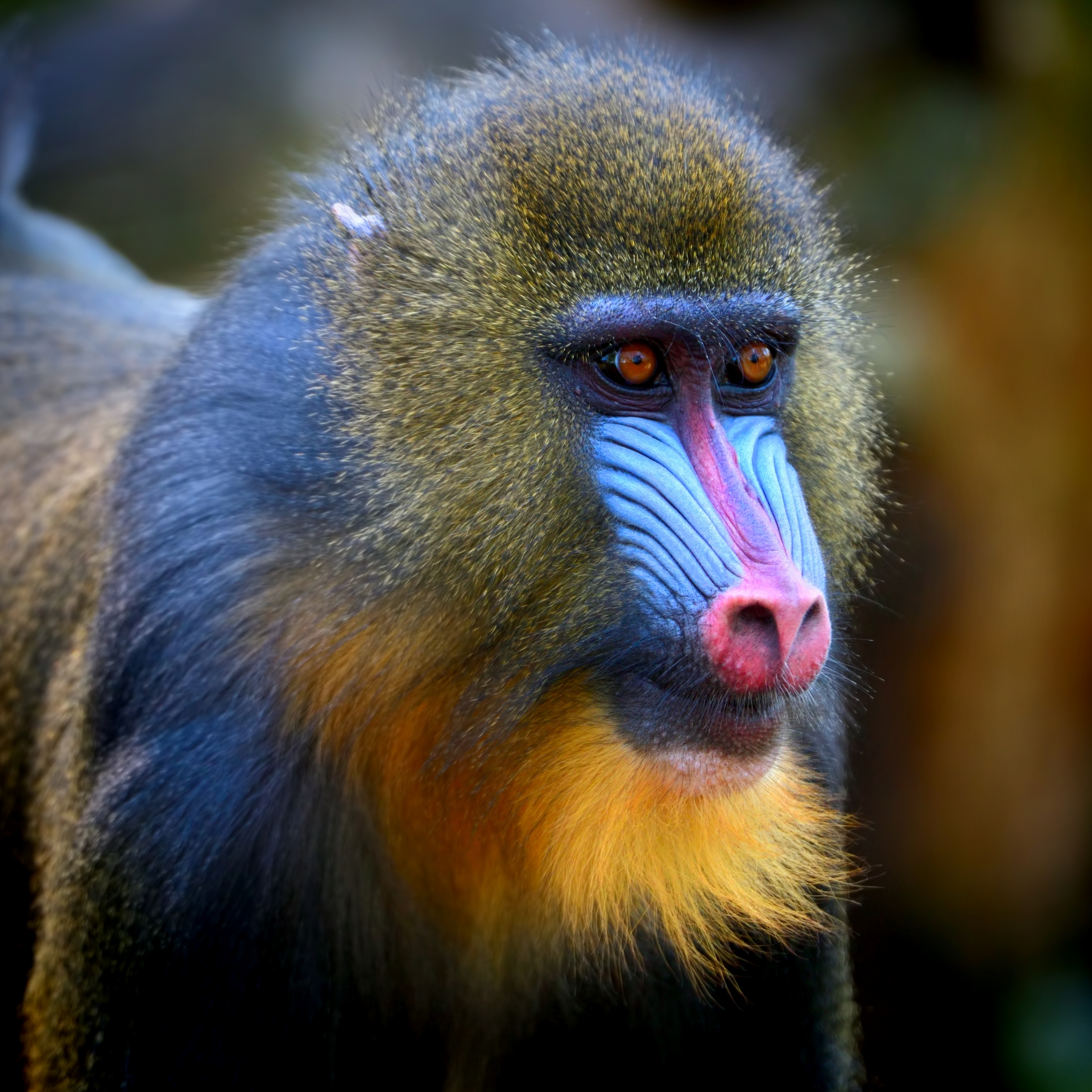 Mandrill