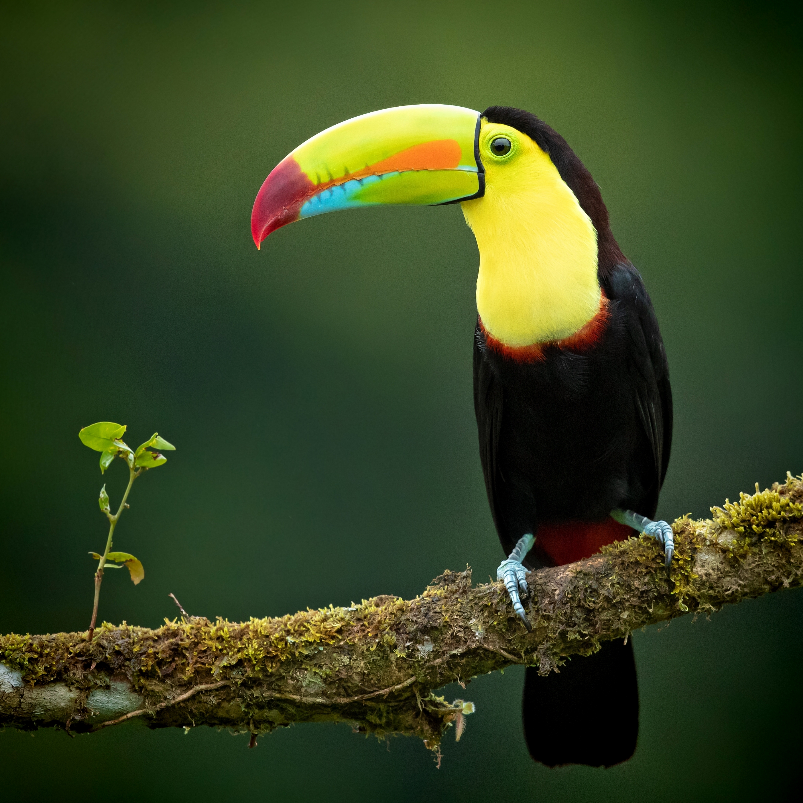 Toucan